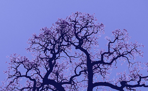 Study in Lavender