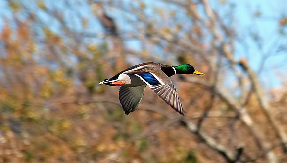 Fall Flight-Finally