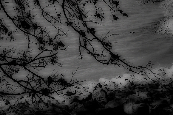 Moonlight