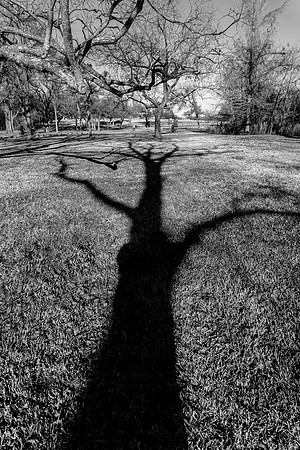 Creature from the Dark
