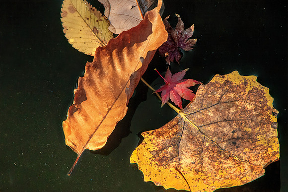 Season's End