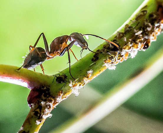 Munch, Munch, Ate an Aphid for Lunch