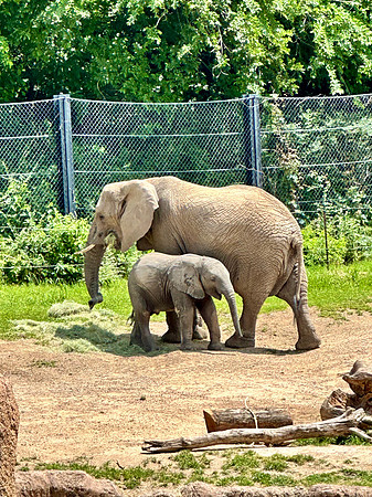 The Love of a Mother