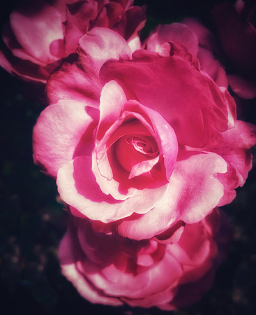 10 Pink Petals