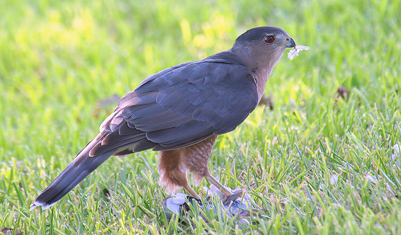 9 Plucking Feathers
