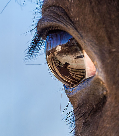 12 In a Horse's Eye