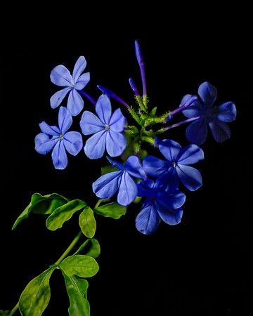 15 Tiny Flowers