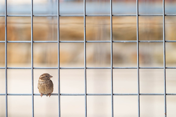 Bird on a Wire