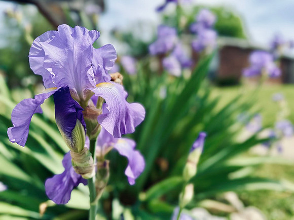 Pretty in Purple