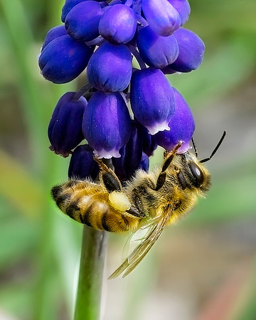 The Birds and the Bees