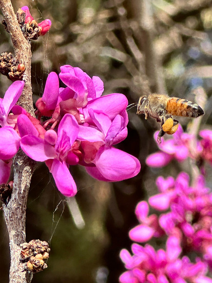 Busy Bee
