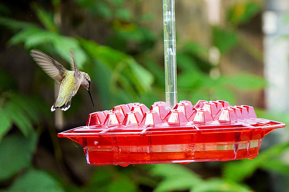 Hummingbird at Dinner