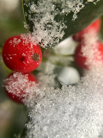 Holly Berries in the Snow