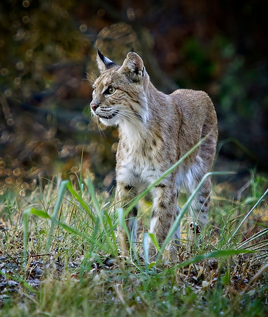Lynx Rufus-Bobcat