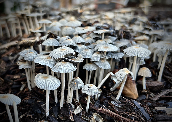 Toadstool Forest-Judges' Choice Winner (1)