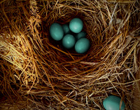 Seven Bluebirds