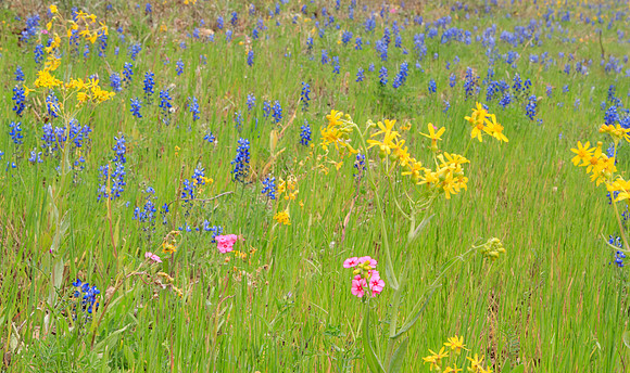 Springtime