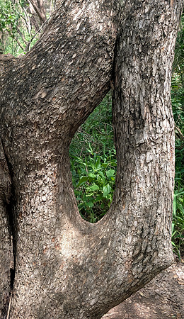 Natural Window