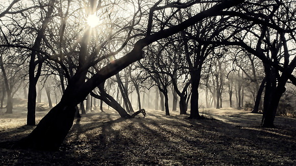 Shadows