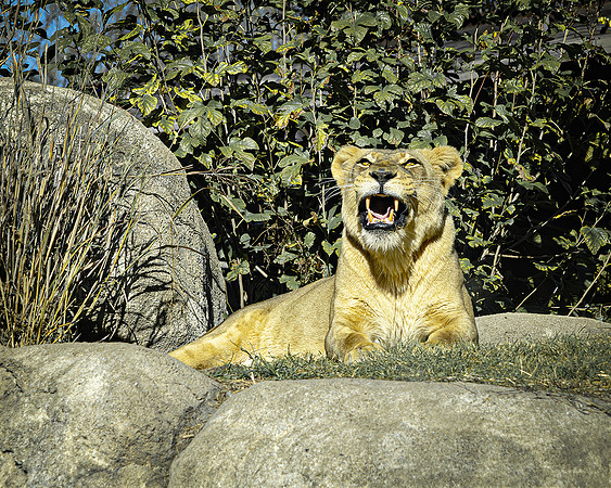 Bad Tempered Cat