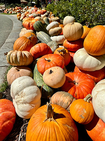 Fall Pumpkin Paradise