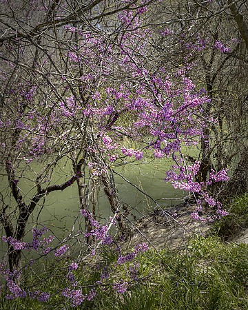 Garland's Rowlett Creek Nature Preserve
