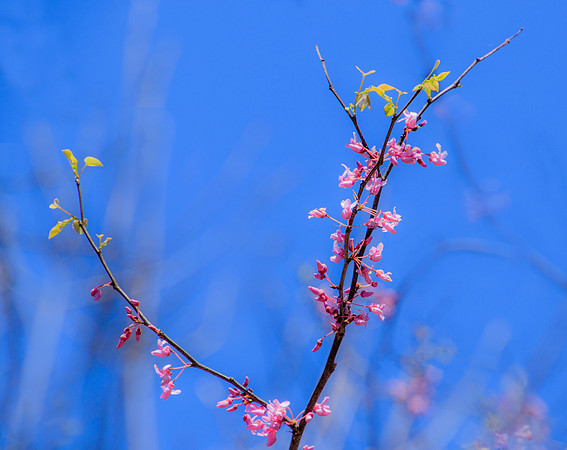 Spring Blossoms