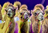 Three of a Kind-Judges' Choice Winner (319)