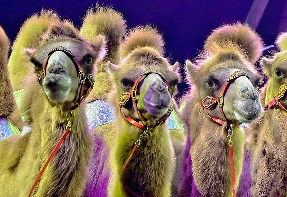 Three of a Kind-Judges' Choice Winner (319)