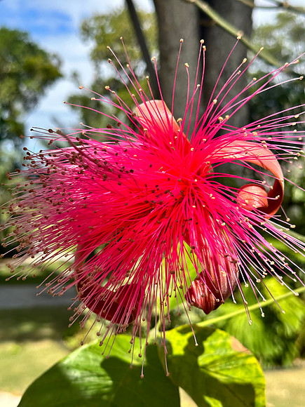 Pretty in Pink