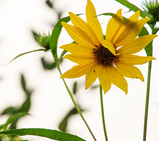 Brown-Eyed Susan Winks
