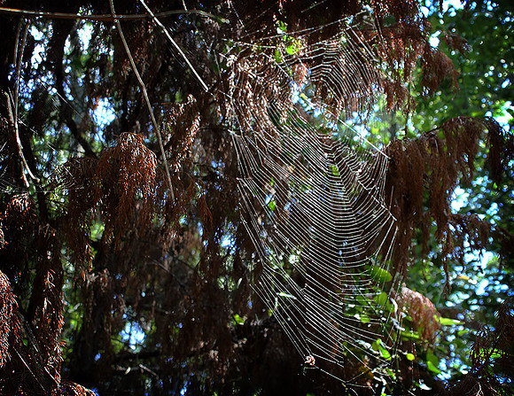 Spider's Home