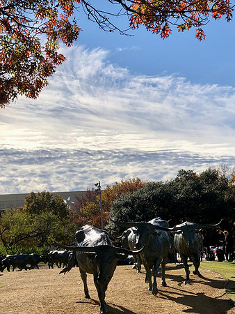 Cattle Drive