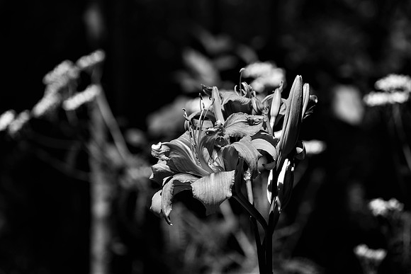 Blooming in B&W